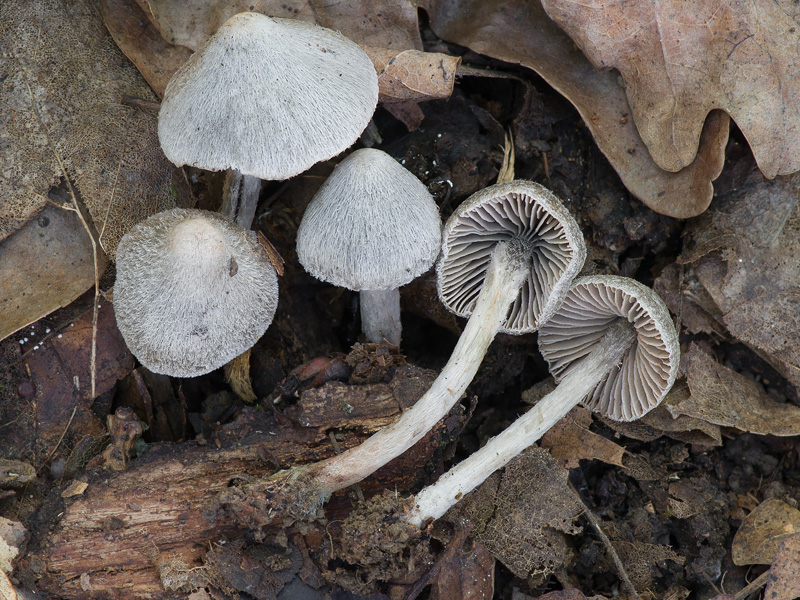 Entoloma araneosum